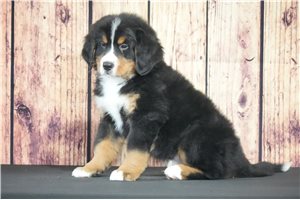 Aces - Bernese Mountain Dog for sale