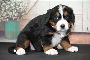 Honey - puppy for sale