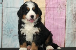 Otto - puppy for sale