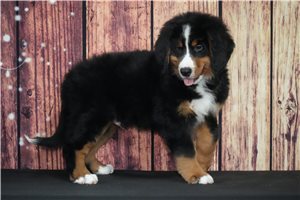Duke - Bernese Mountain Dog for sale