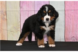 Gypsy - Bernese Mountain Dog for sale