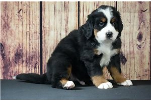 Clyde - puppy for sale