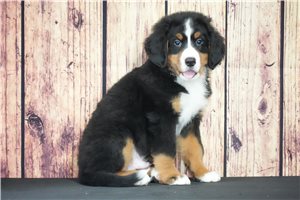 Echo - Bernese Mountain Dog for sale