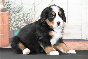 Boots - puppy for sale