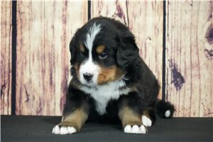 Echo - Bernese Mountain Dog for sale