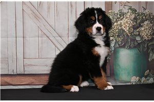 Gypsy - Bernese Mountain Dog for sale