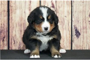Aces - Bernese Mountain Dog for sale
