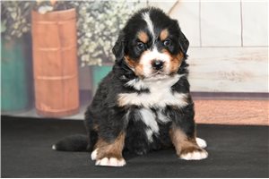 Freddie - puppy for sale