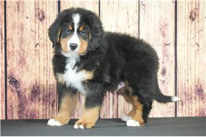 Duke - Bernese Mountain Dog for sale