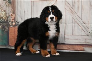 Matilda - Bernese Mountain Dog for sale