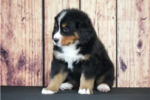 Aces - Bernese Mountain Dog for sale