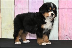 Freddie - Bernese Mountain Dog for sale