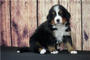 Duke - Bernese Mountain Dog for sale