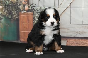 Bandit - puppy for sale