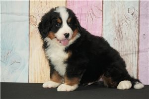 Colby - Bernese Mountain Dog for sale
