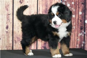 Jake - Bernese Mountain Dog for sale