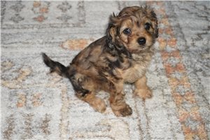 Pixie - puppy for sale