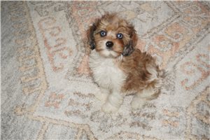 Sadie - puppy for sale