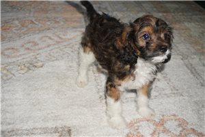 Fig - Cavapoo for sale