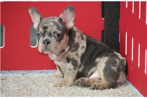 Princess - puppy for sale