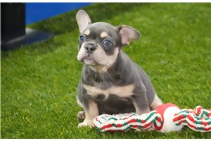 Derek - puppy for sale