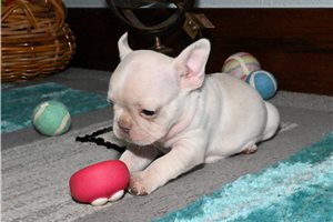 Ruby - puppy for sale