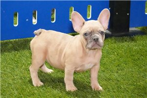 Olivia - French Bulldog for sale