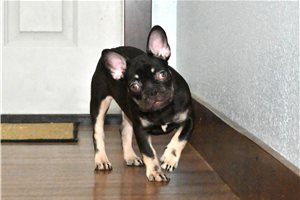 Cami - French Bulldog for sale