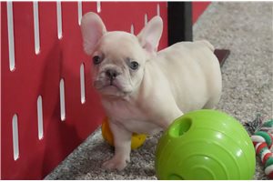 Milo - puppy for sale