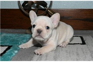 Remy - French Bulldog for sale