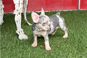Star - French Bulldog for sale