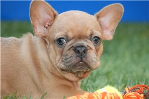 Laney | Puppies For Sale at Pawrade
