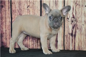 Piper - French Bulldog for sale