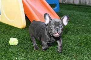 Milo - French Bulldog for sale