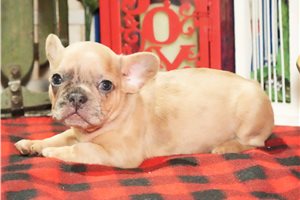 Oscar - puppy for sale