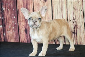 Lulu - French Bulldog for sale
