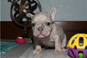 Ava - French Bulldog for sale