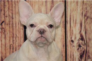 Zach - French Bulldog for sale