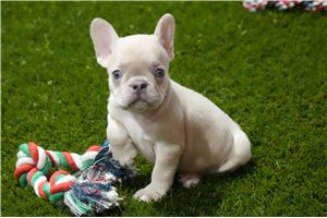 Rayna - French Bulldog for sale