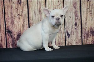 Sugar - French Bulldog for sale