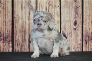 Cooper - French Bulldog for sale