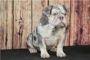 Bentley - French Bulldog for sale