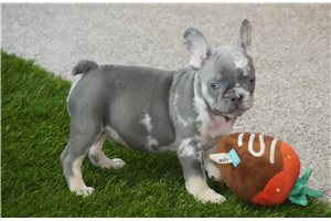 Rocky - puppy for sale