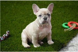 Carson - French Bulldog for sale