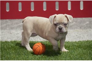 Frieda - French Bulldog for sale