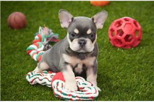 Cory - puppy for sale