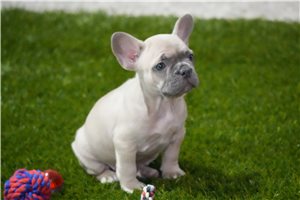 Betsy - French Bulldog for sale