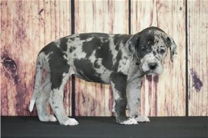 Kallie - Great Dane for sale