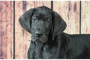 Lisa - puppy for sale