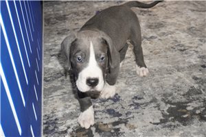 Tucker - puppy for sale